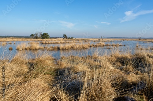 Wet grasslands in National Park Hoge Veluwe in the Netherlands