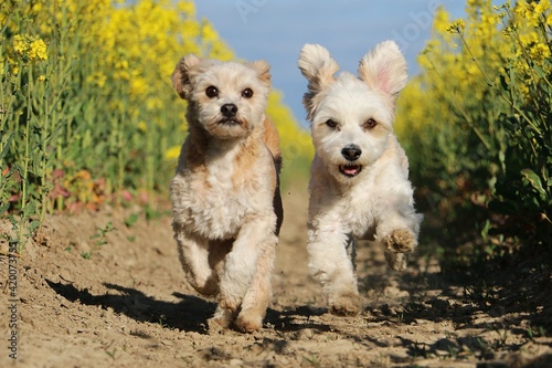 Photography two small dogs are running in a rape seed field
