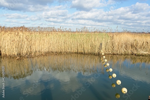 Wageningen Netherlands - 16 February 2018 - Nature reserve Hooilanden in Binnenveld near Wageningen in the Netherlands photo