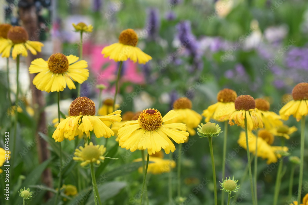 Obraz premium Sonnebraut