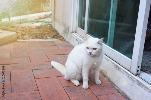 white cat sitting on brick terrace