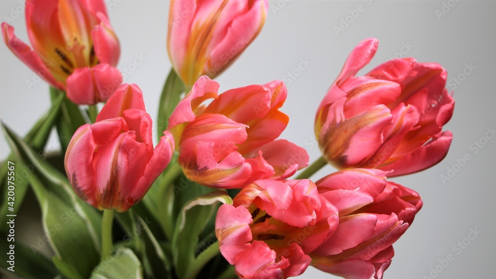 Pink tulips on white background for banner, large format Pink tulips on white background for banner, large format