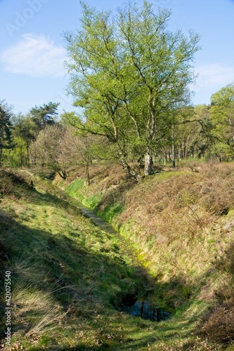Nature reserve Wolfheze heath in the East of the Netherlands