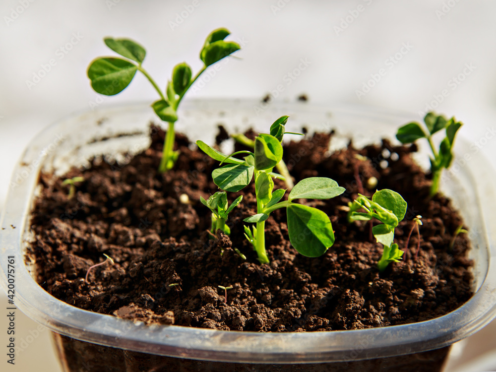 Green plants grow in soil located in plastic box Green plants grow in soil located in plastic box