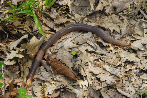 Lombrico di terra (Lumbricus terrestris),primo piano