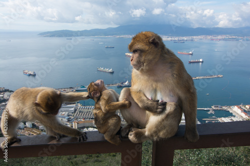 scimmia con piccoli a gibilterra photo