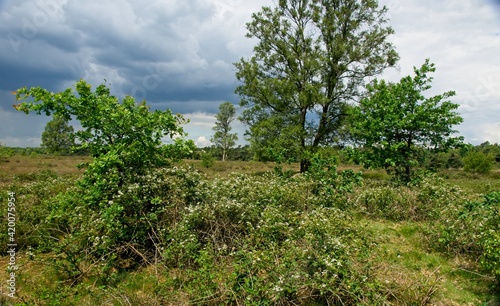 Nature reserve Wolfheze heath in the East of the Netherlands