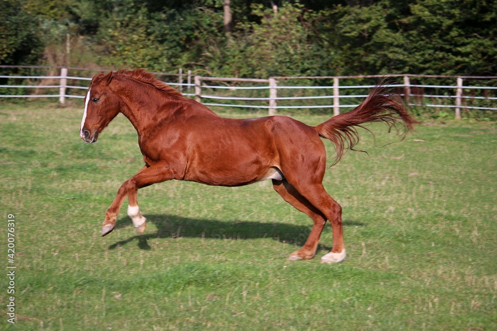 beautiful brown horse is running on the paddock beautiful brown horse is running on the paddock