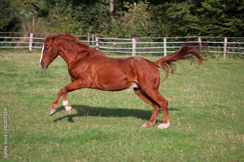 beautiful brown horse is running on the paddock © Bianca