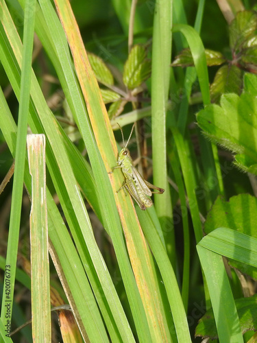 A grasshopper on a green long leaf of grasses