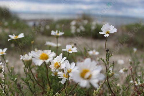 fleurs blanches