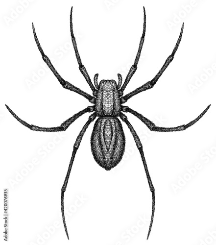 Fotografia Engrave isolated spider hand drawn graphic illustration