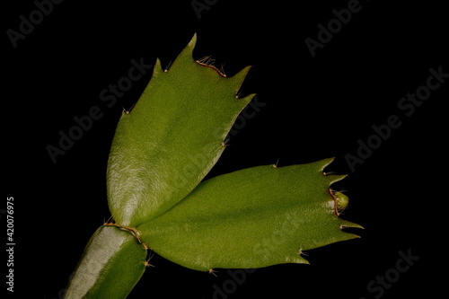 False Christmas Cactus (Schlumbergera truncata). Cladodes Closeup