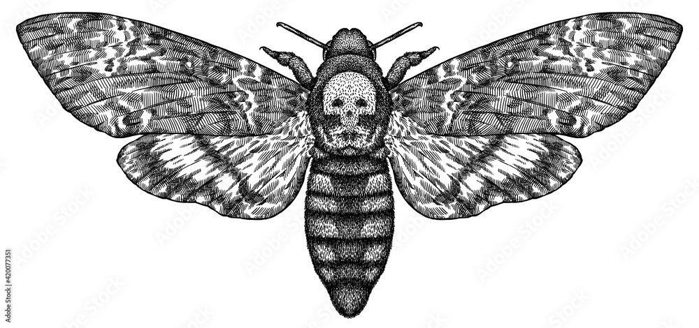 Engrave isolated moth hand drawn graphic illustration - obrazy, fototapety, plakaty 