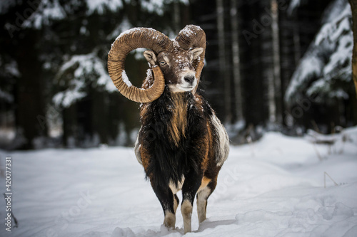Obraz na plátně Mouflon, Ovis orientalis musimon, in snowy landscape