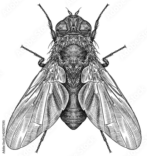 Engrave isolated fly hand drawn graphic illustration