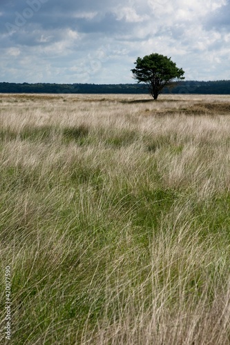 Summer in National Park de Hoge Veluwe in the East of the Netherlands photo