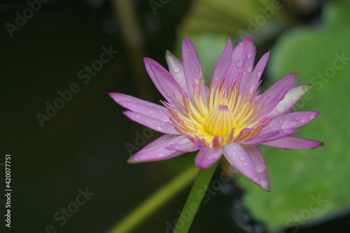 Soft Focus Close up beautiful pink lotus flower in blooming