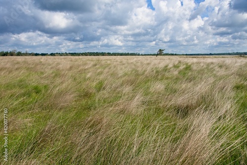 Summer in National Park de Hoge Veluwe in the East of the Netherlands