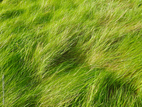 The wind laid the wild grass