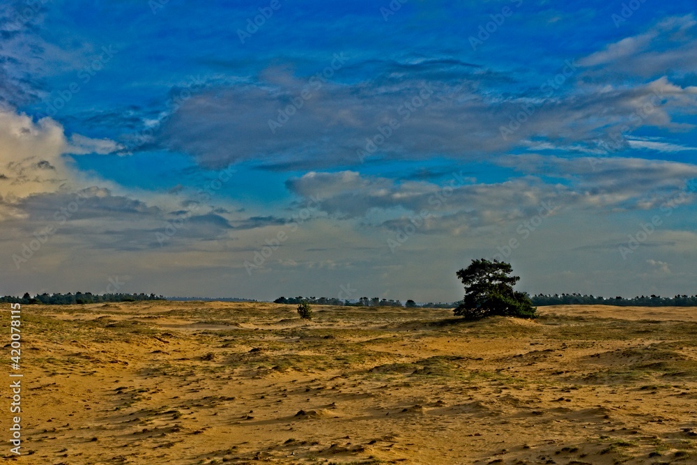 Obraz premium Sand dunes in National Park de Hoge Veluwe in the Netherlands