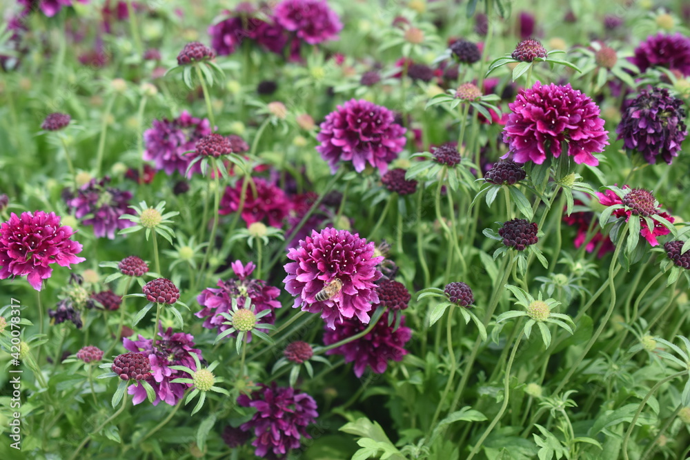 Witwenblume Witwenblume