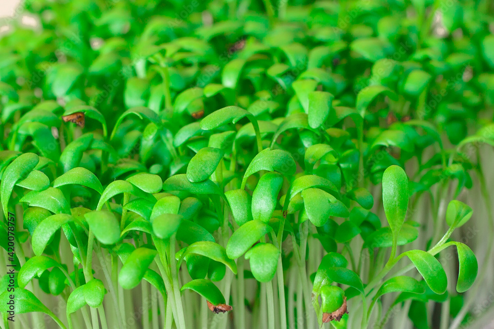 Germination of seeds for nutrition. Seedlings Micro Greens Germination of seeds for nutrition. Seedlings Micro Greens