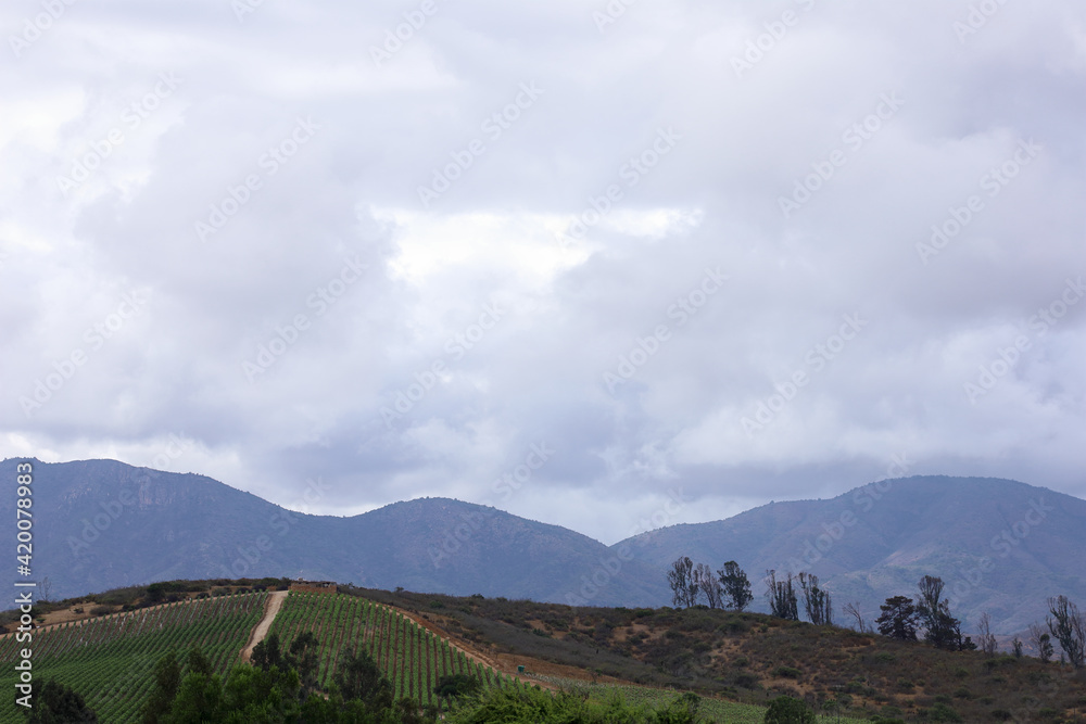 vineyard in a hill with dark cloudy sky