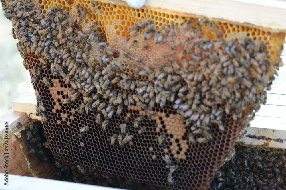 api al lavoro per la costruzione di cellette