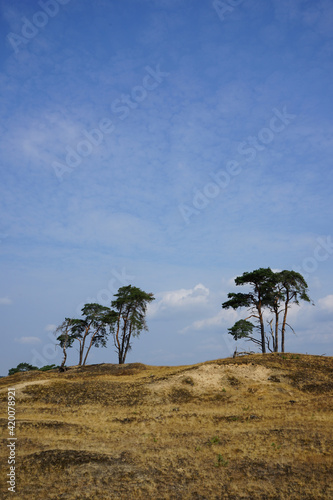 Trees in National Park de Hoge Veluwe