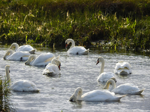 Fototapeta Naklejka Na Ścianę i Meble -  A group of white swans in shallow water