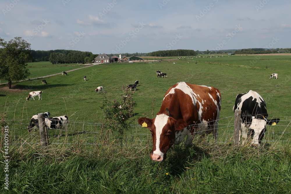 Cow reaching over fence to get the best grass Cow reaching over fence to get the best grass