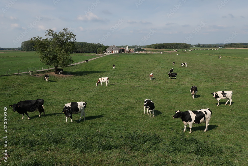 Cows and farm in Utrecht province in the Netherlands