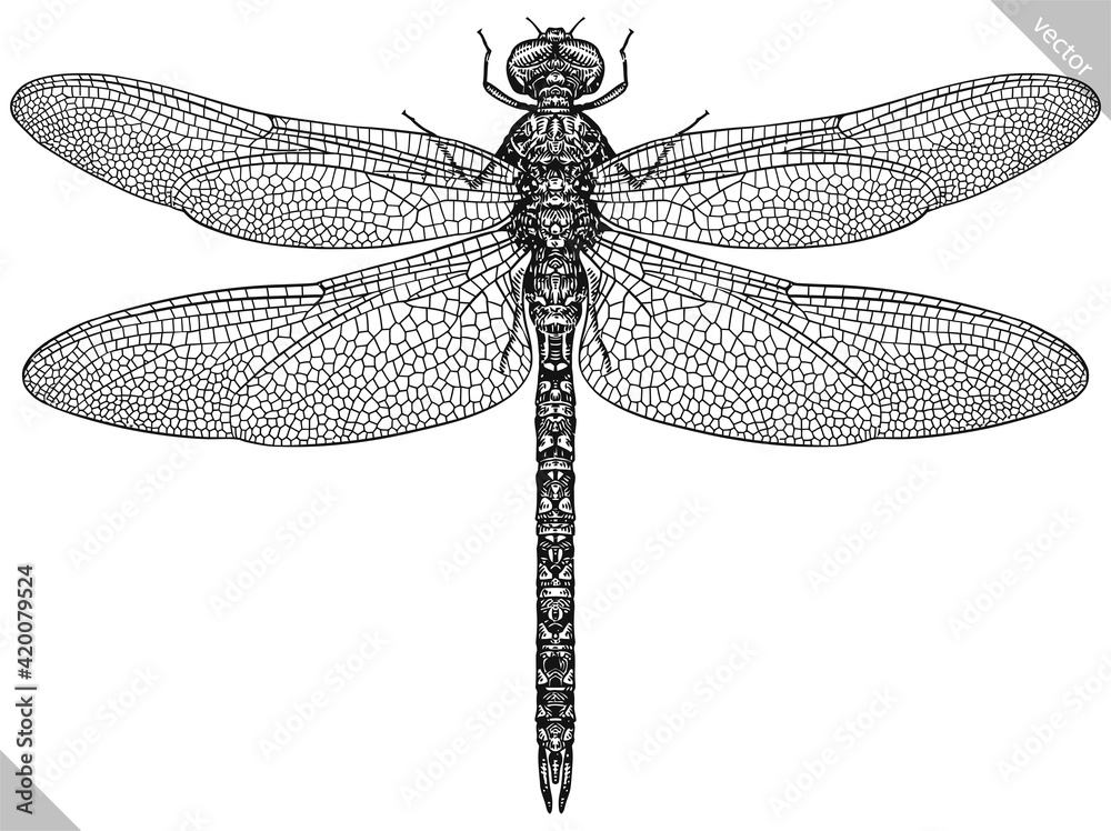 Engrave isolated dragonfly hand drawn graphic illustration