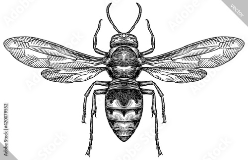 Vászonkép Engrave isolated wasp hand drawn graphic illustration