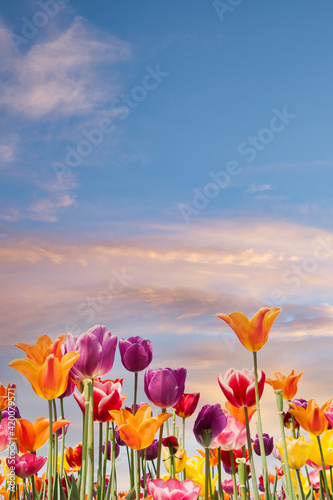 Fototapeta Naklejka Na Ścianę i Meble -  Colorful tulips against a blue and orange sunset sky