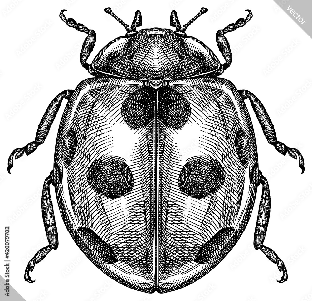 Engrave isolated ladybug hand drawn graphic illustration