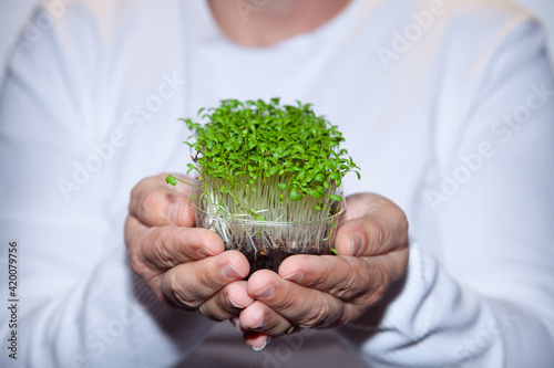 Germination of seeds for human consumption. Seedlings Micro greens. A man holds green sprouts in a box