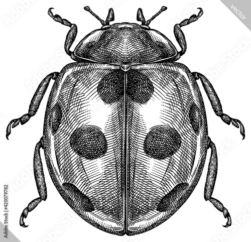 Photo Engrave isolated ladybug hand drawn graphic illustration