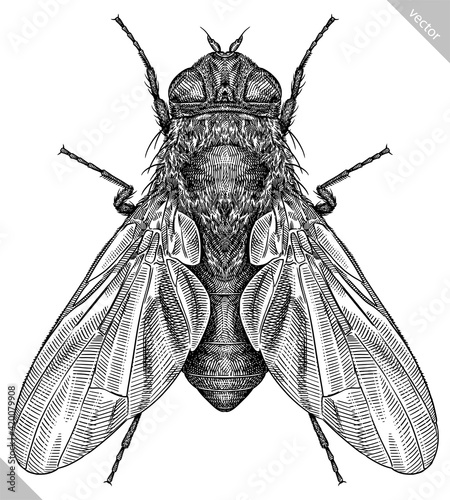 Engrave isolated fly hand drawn graphic illustration