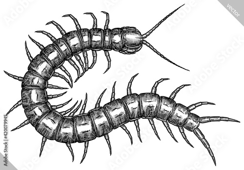 Fototapeta Engrave isolated centipede hand drawn graphic illustration