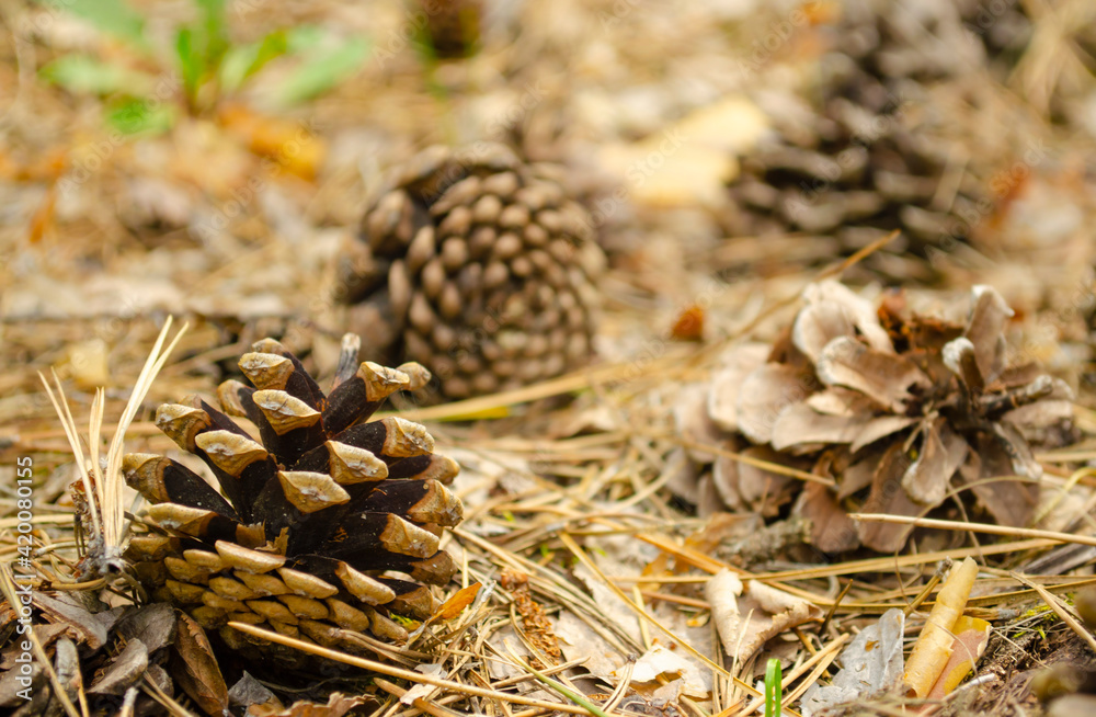 Fir cones on the forest floor with intentional shallow depth of field and vignetting.