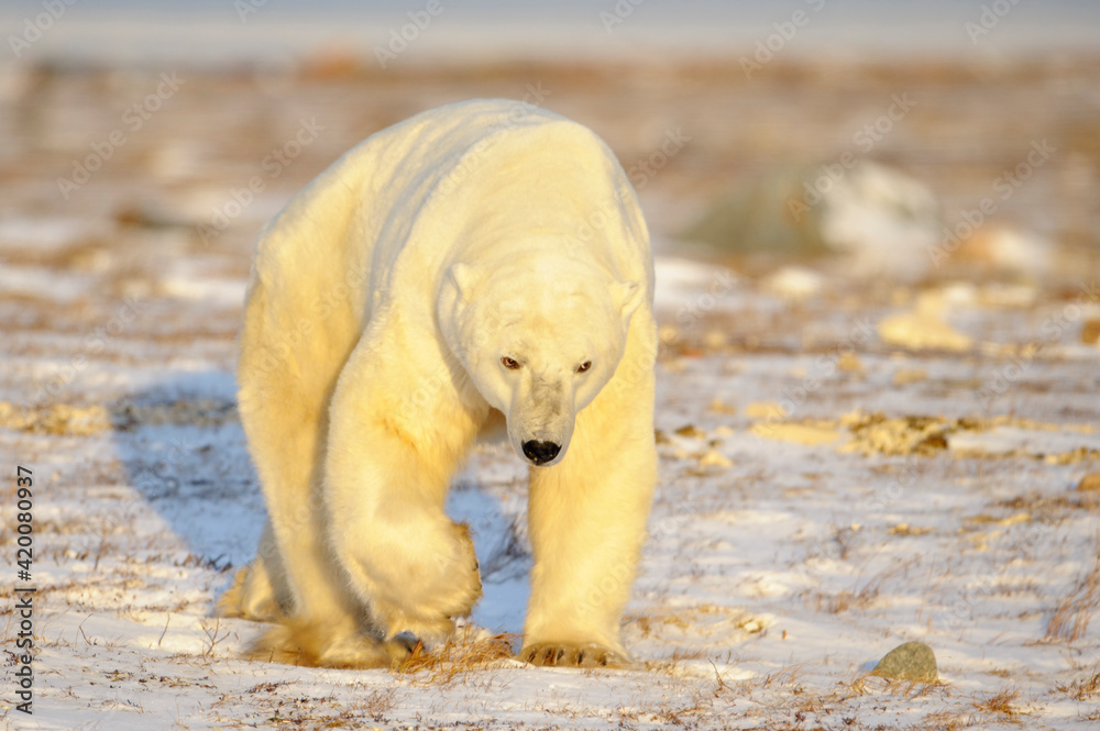 Big male polar bear (Ursus maritimus) walking on tundra, at sunset, looking at camera, Churchill, Manitoba, Canada.