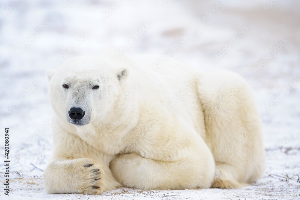 Big male polar bear (Ursus maritimus) lying down on tundra, looking at camera, Churchill, Manitoba, Canada.