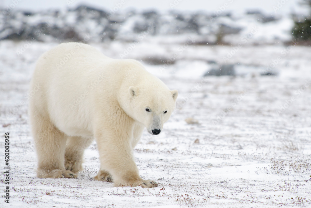 Big male polar bear (Ursus maritimus) walking on tundra, looking at camera, Churchill, Manitoba, Canada. Big male polar bear (Ursus maritimus) walking on tundra, looking at camera, Churchill, Manitoba, Canada.
