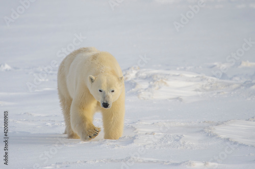 Polar bear (Ursus maritimus) walking on sea ice, looking at camera, Churchill, Manitoba, Canada.
