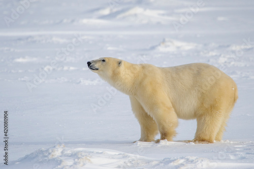 Polar bear (Ursus maritimus) standing on sea ice, looking up, Churchill, Manitoba, Canada.