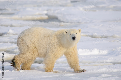 Polar bear (Ursus maritimus) walking on sea ice, looking at camera, Churchill, Manitoba, Canada.
