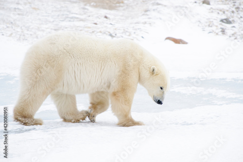 Polar bear (Ursus maritimus) walking on ice, Churchill, Manitoba, Canada.