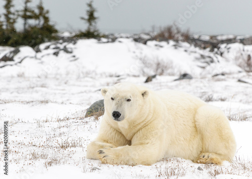 Big male polar bear (Ursus maritimus) lying down on tundra, Churchill, Manitoba, Canada.